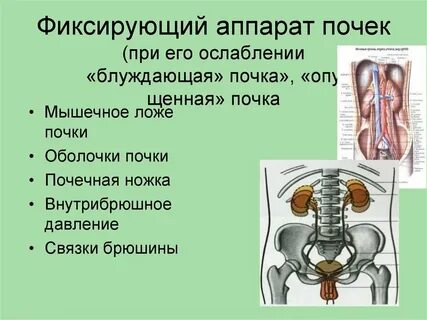 Почечно почечная связка