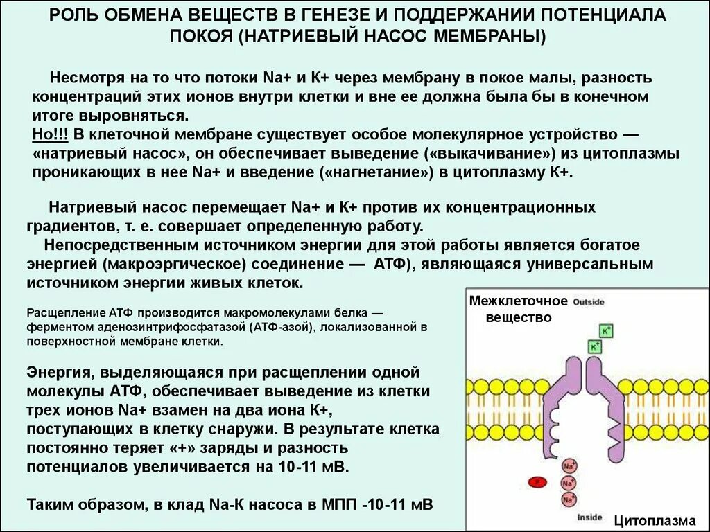 Потенциал покоя на мембране клетки. Потенциал мембраны клетки. Формирование потенциала покоя клетки. Роль обмена веществ в генезе и поддержании потенциала покоя.