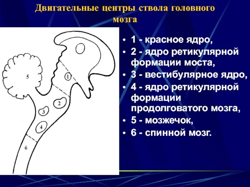 Центр удлиненный. Ядра ствола мозга схема. Двигательные ядра продолговатого мозга. Ядра продолговатого мозга схема. Двигательные центры продолговатого мозга.