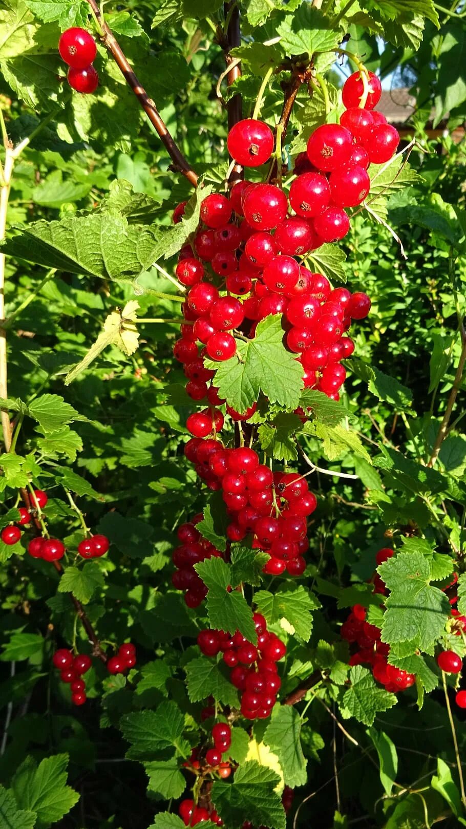 Крыжовник красная смородина. Красная смородина кустарник. Крыжовник и красная смородина. Смородина красная Смарада. Смородина клоповница.