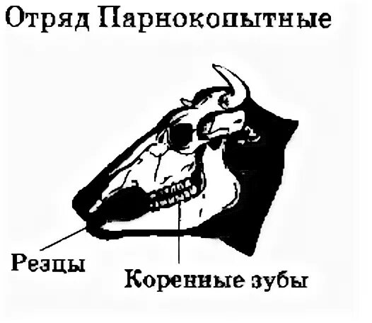 Строение челюстей жвачных. Строение зубов у жвачных. Зубная система отряд парнокопытные. Непарнокопытные строение зубов. Система парнокопытных