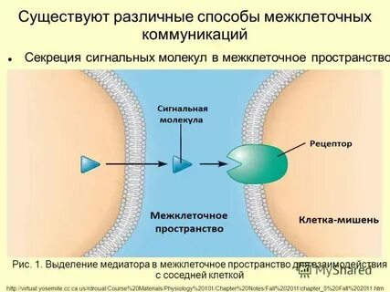 Межклеточные пространства способствующие газообмену в какой ткани