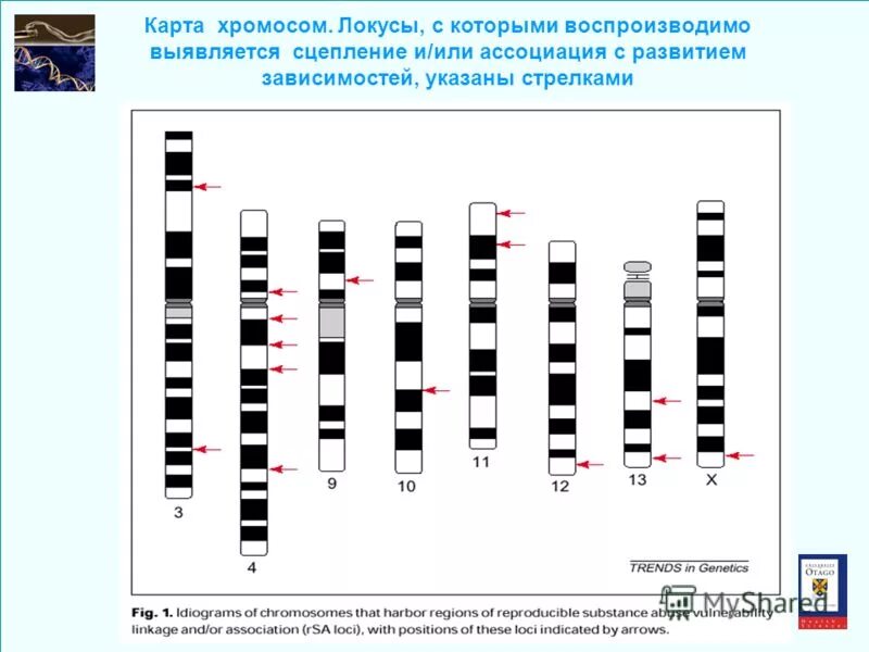 Мультигенные семейства генов. Улучшение памяти. Метод локусов. Методы амплификации. Crispr структура.