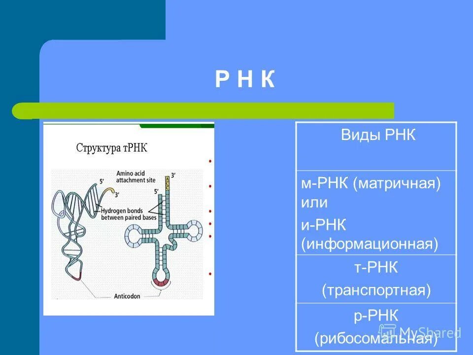 Урок клетка 10 класс