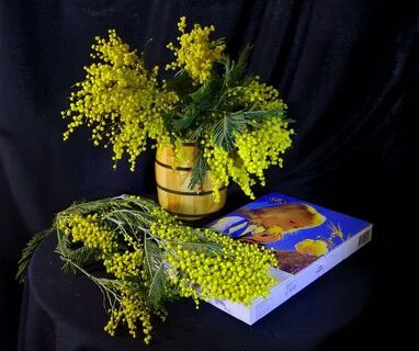 Мимоза букет картинки