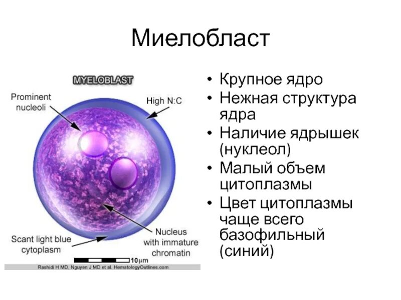 Базофильный миелобласт. Наличие нуклеол в ядре. Наличие нуклеол в ядре характерно для. Строение ядра клетки. Строение ядра типы ядер