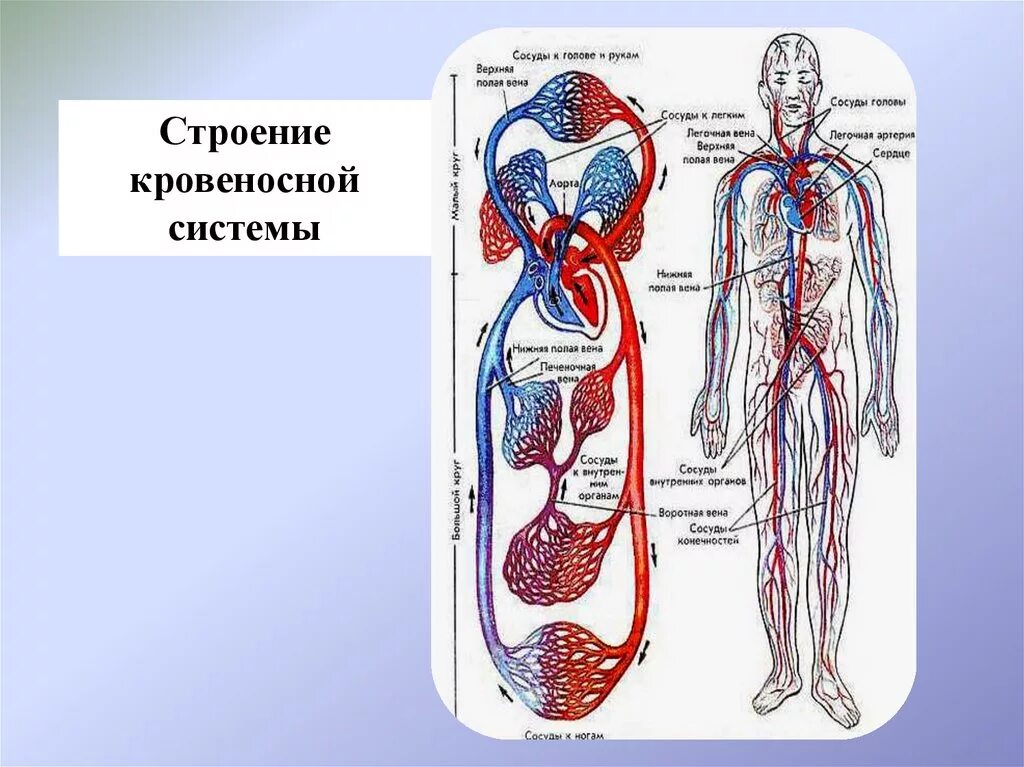 Сосудистая система человека образована сосудами трех. Кровеносная система система человека. Кровеносная система человека схема. Кровеносная система система схема простая. Кровеносная система человека 3 класс окружающий мир схема.