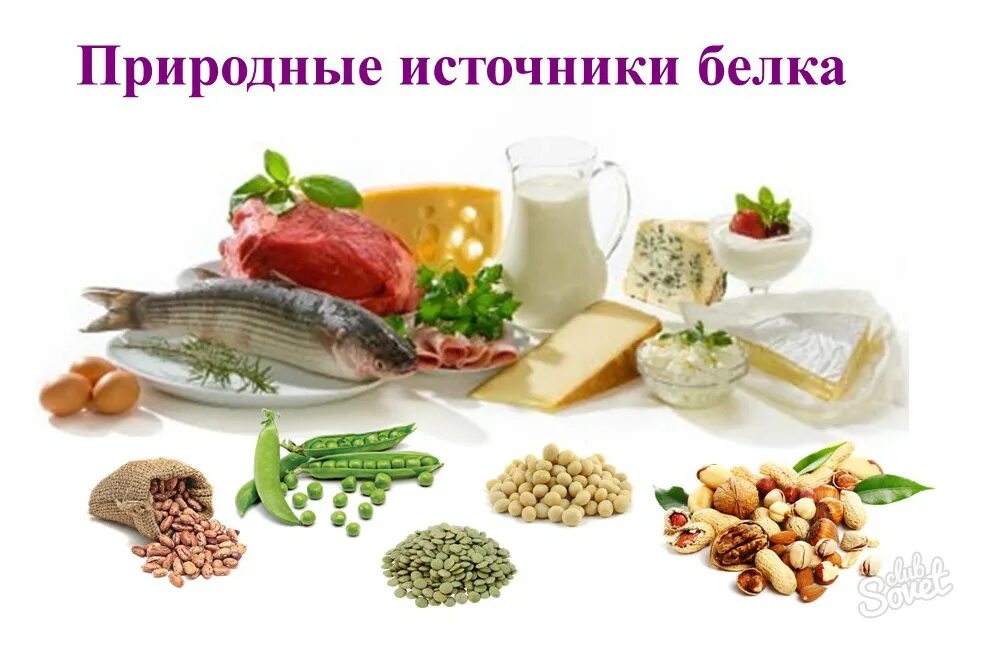 Белок источники пищи. Источники белка. Источники белка в продуктах. Натуральные источники белка. Источники белков в рационе питания.