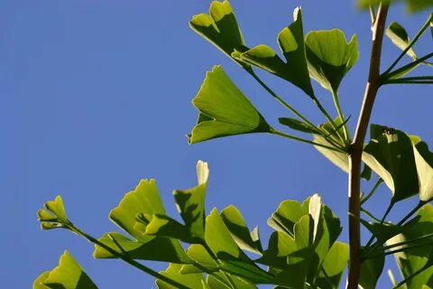 Ginko египетский