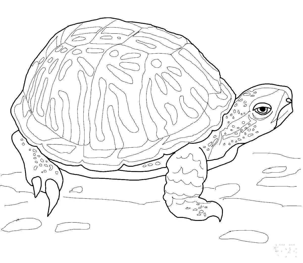 Красноухая черепаха раскраска. Болотная черепаха раскраска. Raskrasksa cherepaxa. Черепаха раскраска для детей.
