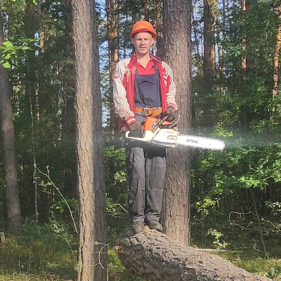 Плановая валка леса. Ручная валка леса. Валка леса бензопилой. Раскряжевка леса. Раскряжевка древесины это.