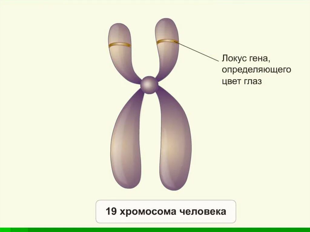 Строение хромосомы Локус. Локусы гомологичных хромосом. Аллельные гены Локус. Ген хромосома Локус. Местоположение гена в хромосоме