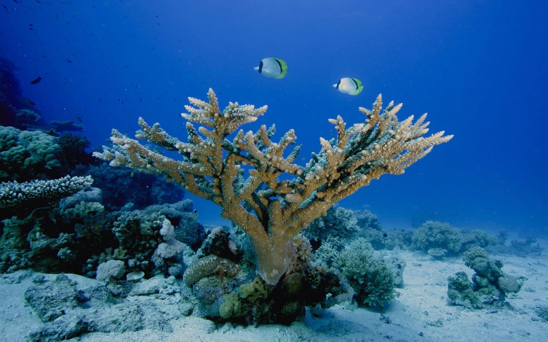 Коралловые рифы красного моря. Кауластрея коралл. Коралловый риф Акропора. Подводный риф риф. Жизнь морского океана