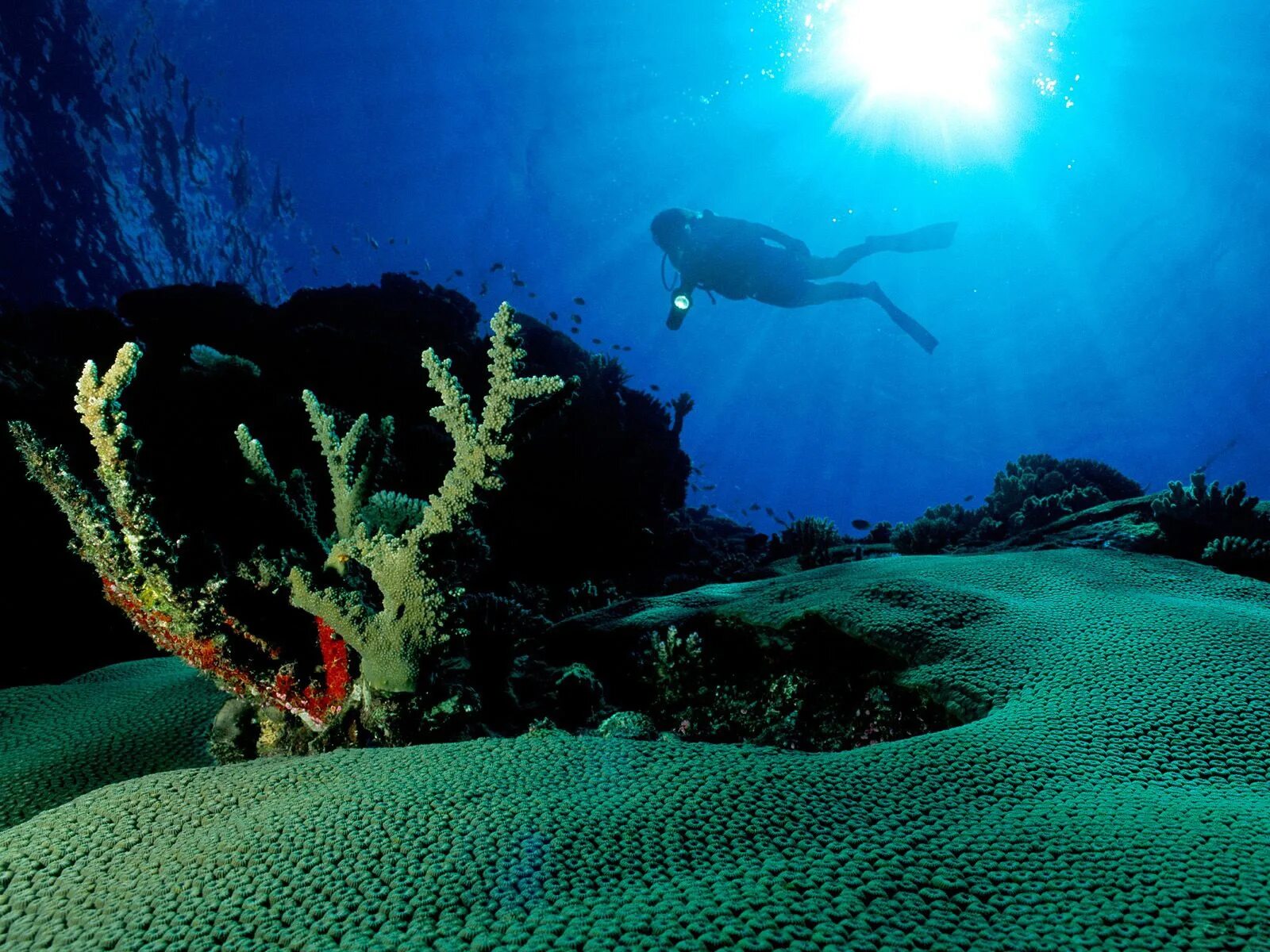 Мир подводной глубине. Подводный мир. Подводный мир океана. Морские глубины. Океанское дно.