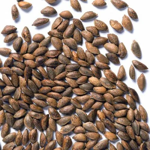 семена веймутовых сосен. Pinus reflexa. сосна веймутова нана. сосна веймутова побег. семена веймутовых сосен.