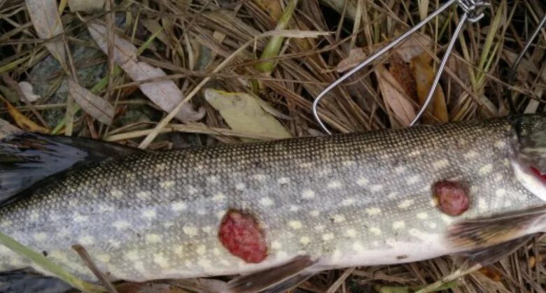 Чешуя карпа кои. Краснуха карпа (аэромоноз). Дерматофибросаркома судака. Болезни судака фибросаркома. Болезни рыб щучья чума.