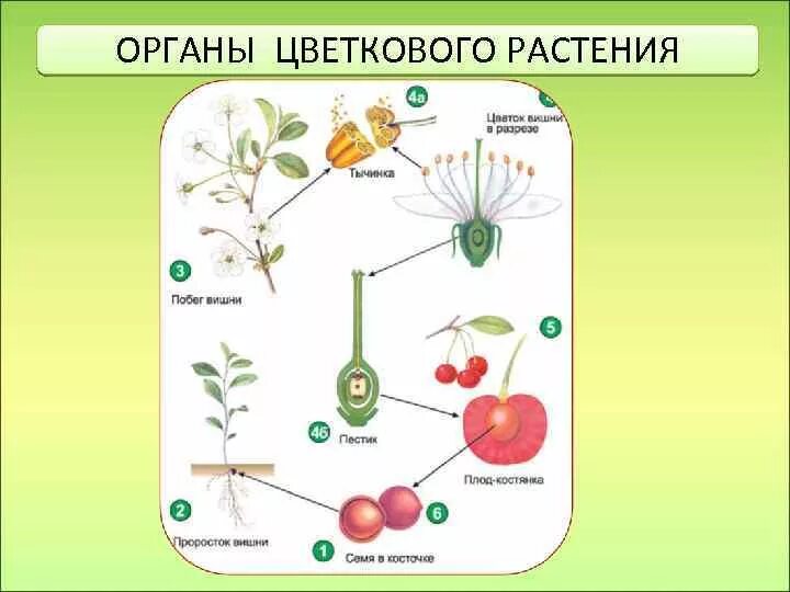 Органы растений. Части цветковых растений. Органы цветкового растения. Строение органов цветкового растения. Тест классы цветковых растений 6 класс биология