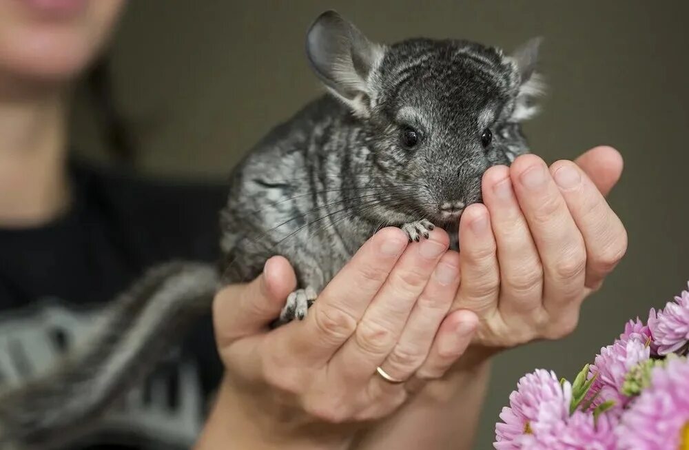 шиншилла по английски. шиншилла по английски. шиншилла. шиншилла агути. шиншилла южная америка.