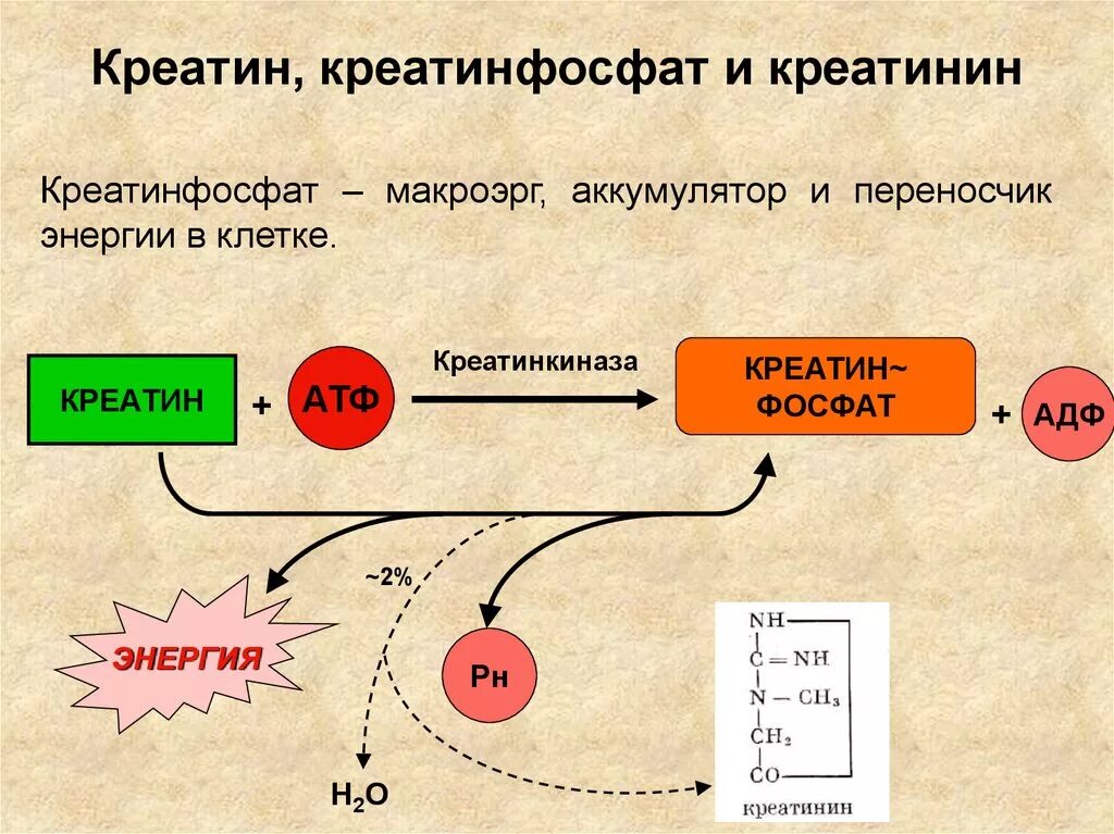 Креатинин как называется. Образование АТФ из креатинфосфата креатина. Механизм образования АТФ креатинфосфата. Креатин фосфатный механизм биохимия. Реакция образования креатина и креатинфосфата.