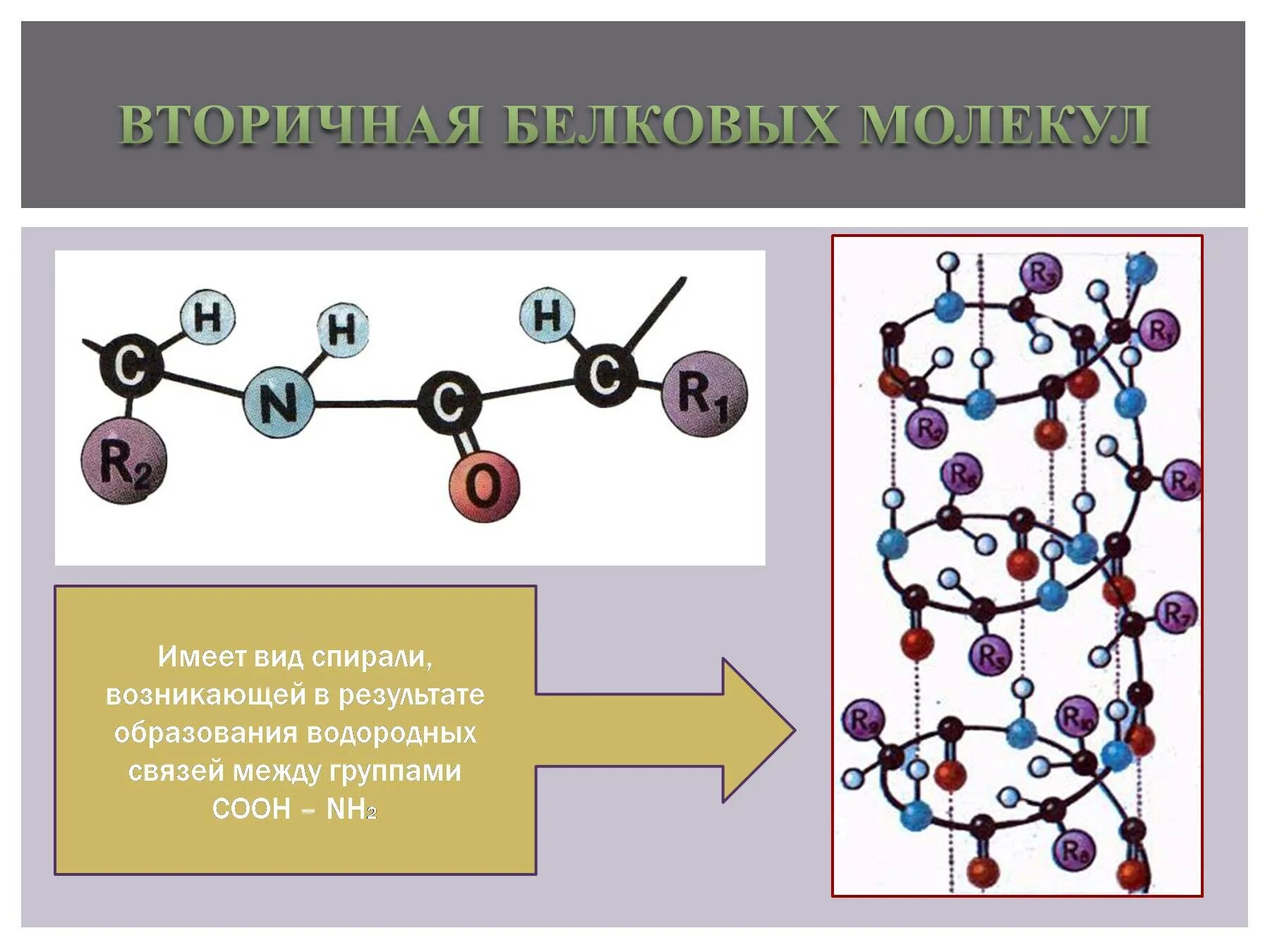 Дать название молекулам. Вторичная белковая молекула. Виды белковых молекул. Белковая молекула вторичная структура. Вторичная структура белковой молекулы имеет вид.