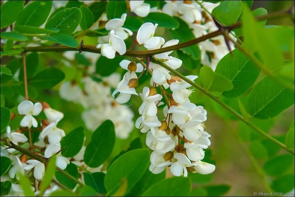 трехлистная акация. магнолия «savage splendour». цветущая белая акация. магнолия звездчатая цветение. акация буш.