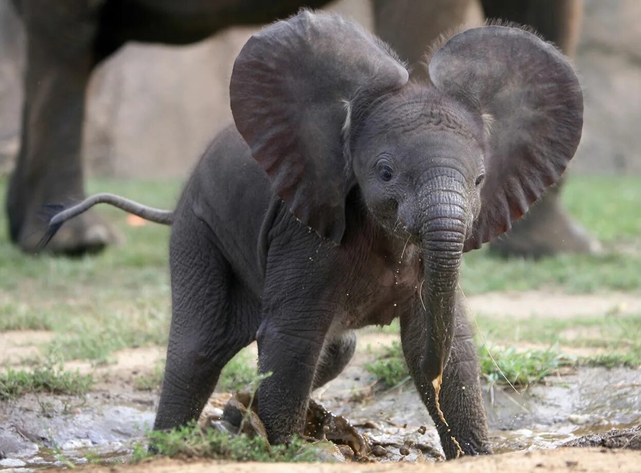 Animals en. Слоненок. Маленький Слоник. Милый Слоненок. Слоны фото.