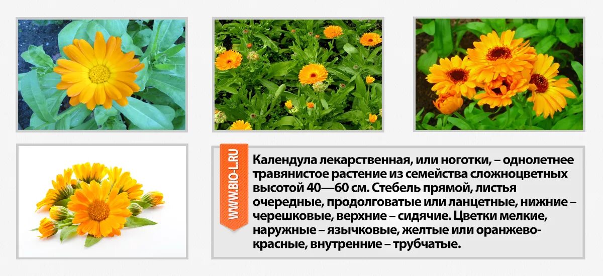 Цветки календулы для чего. Calendula officinalis препараты. Календула семейство астровых. Календула Кальта. Календула ноготки Фармакогнозия.