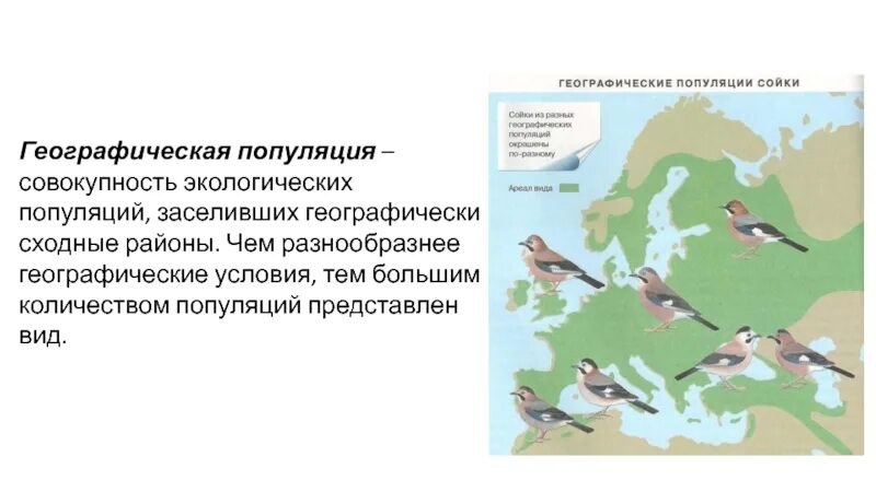 Географическая изоляция популяций примеры. Причина возникновения географических популяций. Географическая популяция примеры. Географическая изоляция популяций. Географическая и экологическая популяция.