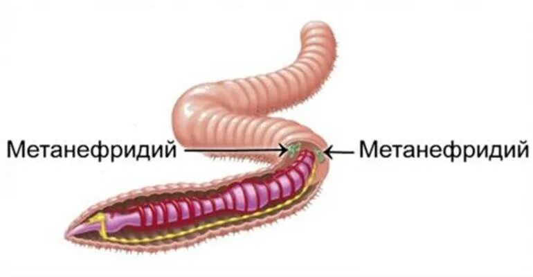 Выделительные трубочки червей. Кольчатые черви метанефридии. Метанефридии кольчатых червей червей. Метанефридии кольчатых червей. Метанефридии дождевого червя.