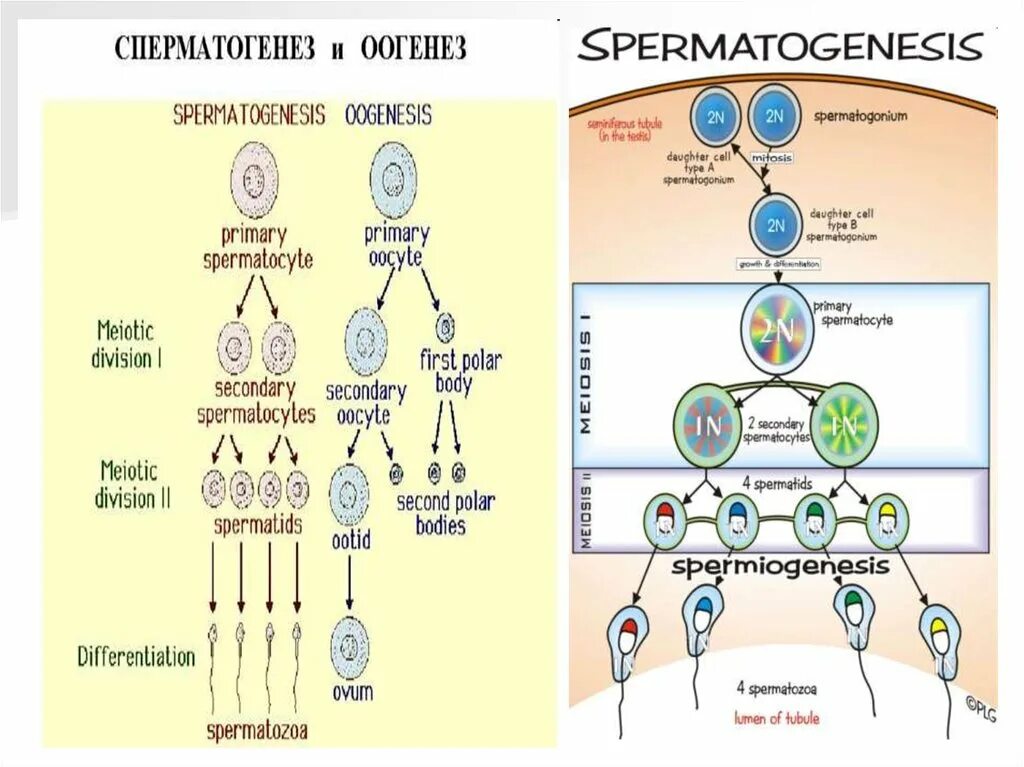 Описание сперматогенеза. Гаметогенез Вебиум. Гаметогенез сперматогенез. Гаметогенез и онтогенез. Сперматогенез и оогенез.