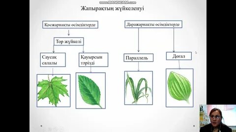 Қайын енемді есектен