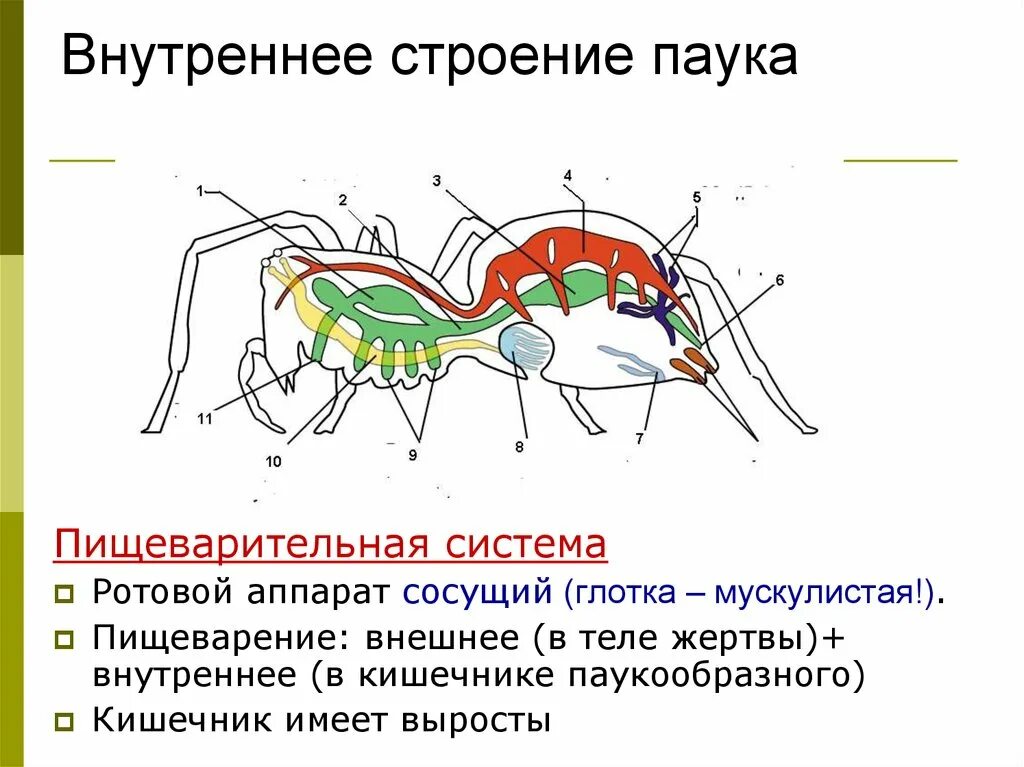 Паукообразные схема. Строение паука биология 7. Внешнее и внутреннее строение паукообразных. Внешнее и внутреннее строение паука. Пищеварительная система паука схема.