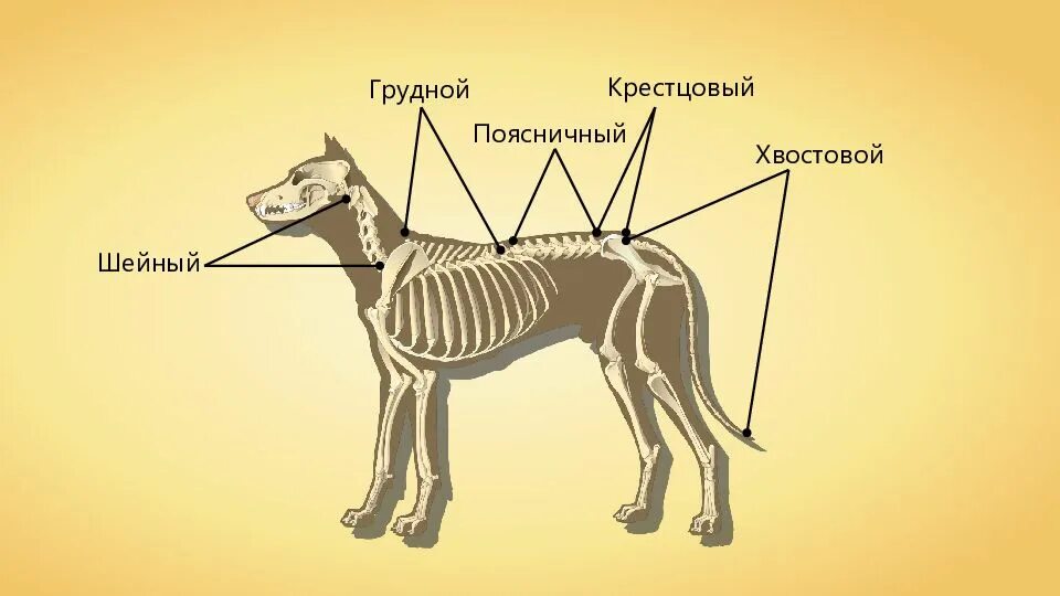 Позвоночник млекопитающих состоит из отделов ответ. Отделы скелета млекопитающих. Отделы позвоночника млекопитающих. Строение позвоночника млекопитающих. Крестцовый отдел позвоночника у млекопитающих.