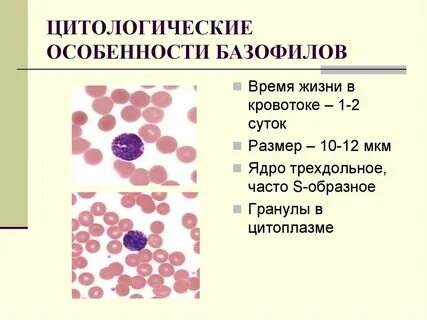 За что отвечают базофилы