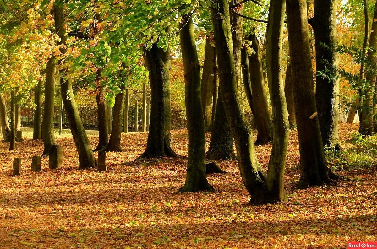 моё дерево. дерева вы мои дерева слушать. дерева вы, мои дерева жанна бичевская. дерево аккордов. тысячелетний дуб в шервудском лесу.