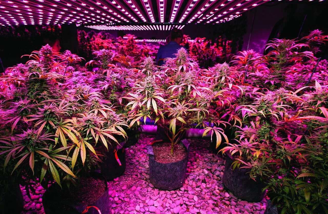 Канабис ферма ультрафиолет. Grow Cannabis фиолетовый. Фиолетовый неон каннабис. Досветка конопли. Клубные цветы