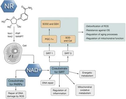 One of them is Nrk1 and Nrk2... 