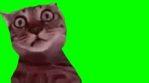 Коты хромакей