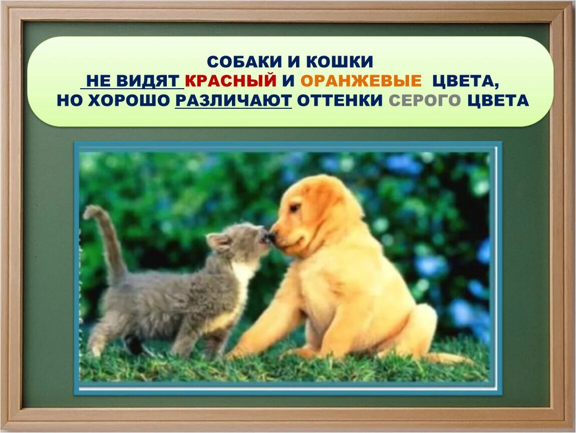 Сколько собак видишь. Какие цвета различают собаки и кошки. Какие цвета различают кошки. Различают ли цвета собаки и кошки. Какие животные не различают цвета.