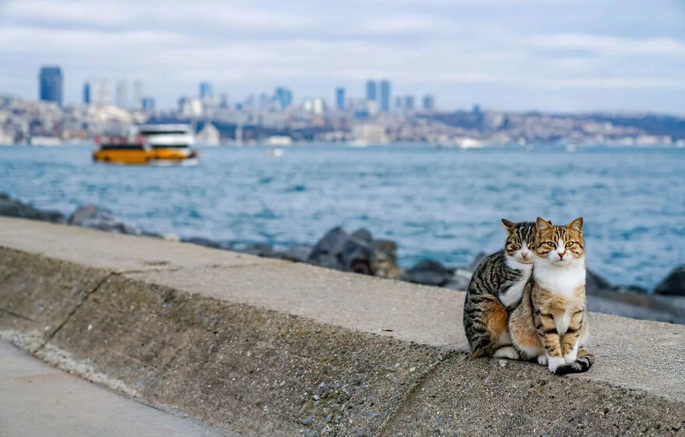 Turkey cats. Стамбульские коты. Кошки в Стамбуле. Уличные коты. Город кошек.