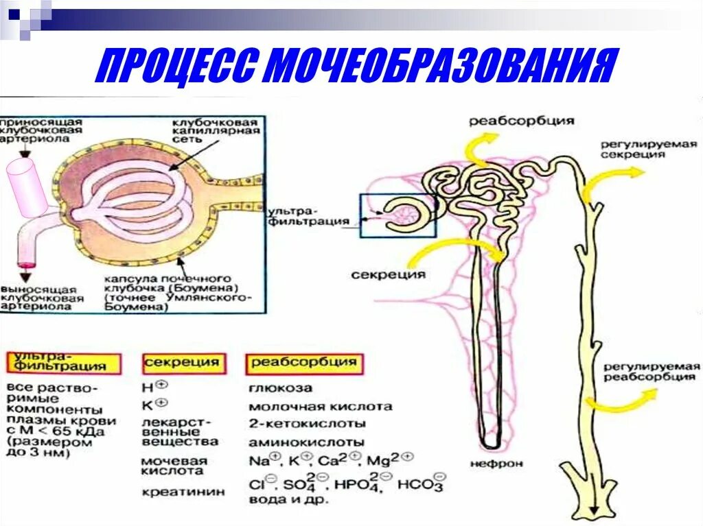 Схема нефрона и этапы мочеобразования. Строение нефрона реабсорбция фильтрация. Процесс клубочковой фильтрации схема. Регуляция образования мочи схема. Этапы фильтрации в нефроне