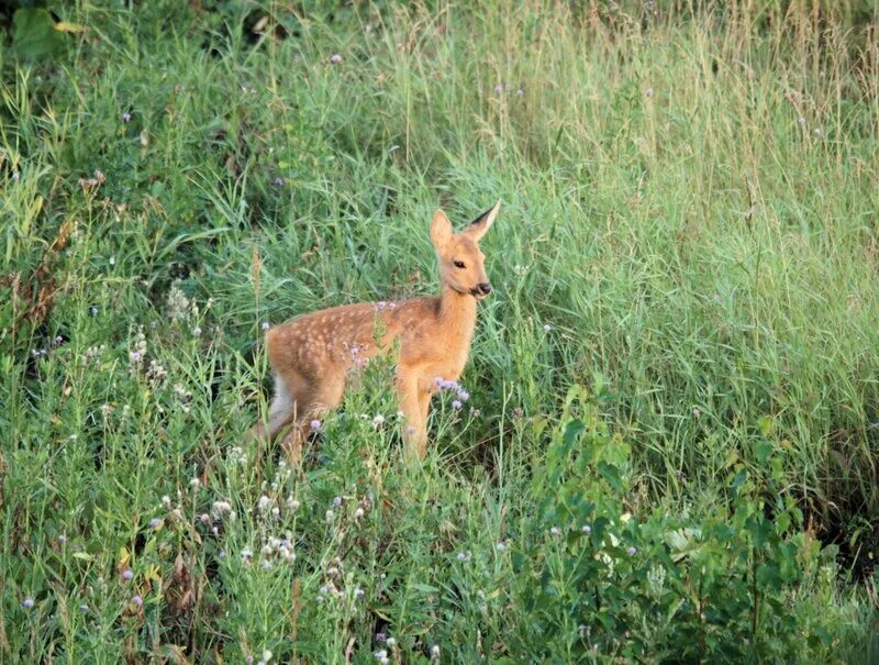 Косуля вышла к людям. Косуля вышла к людям. Косуля вышла к людям. Косуля встреча с человеком. Косуля тамбовская область.