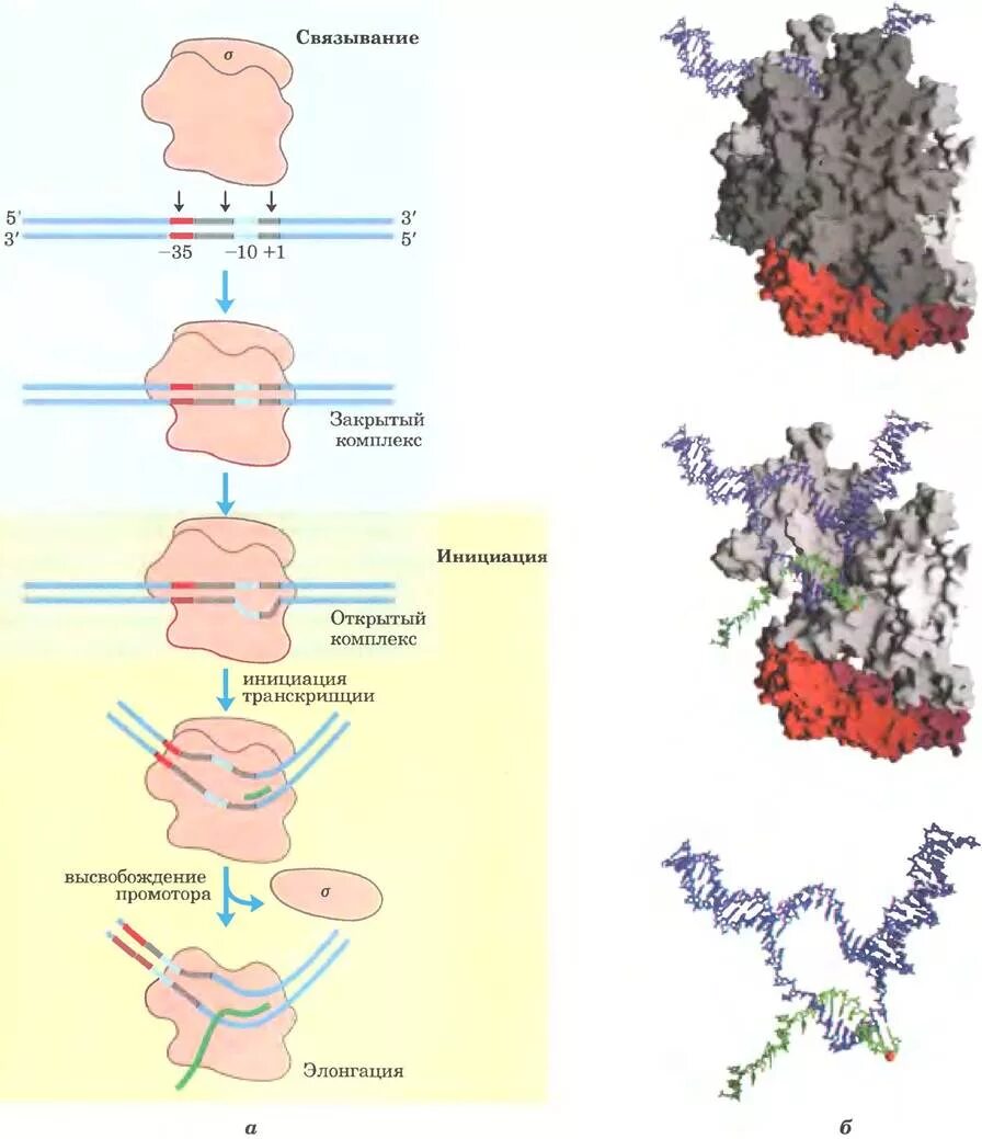 Промотор рнк полимераза. Синтез рнк рнк полимераза. Рнк полимераза субъединицы. Для действия днк-зависимой рнк-полимеразы необходимы. Синтез рнк на матрице днк.