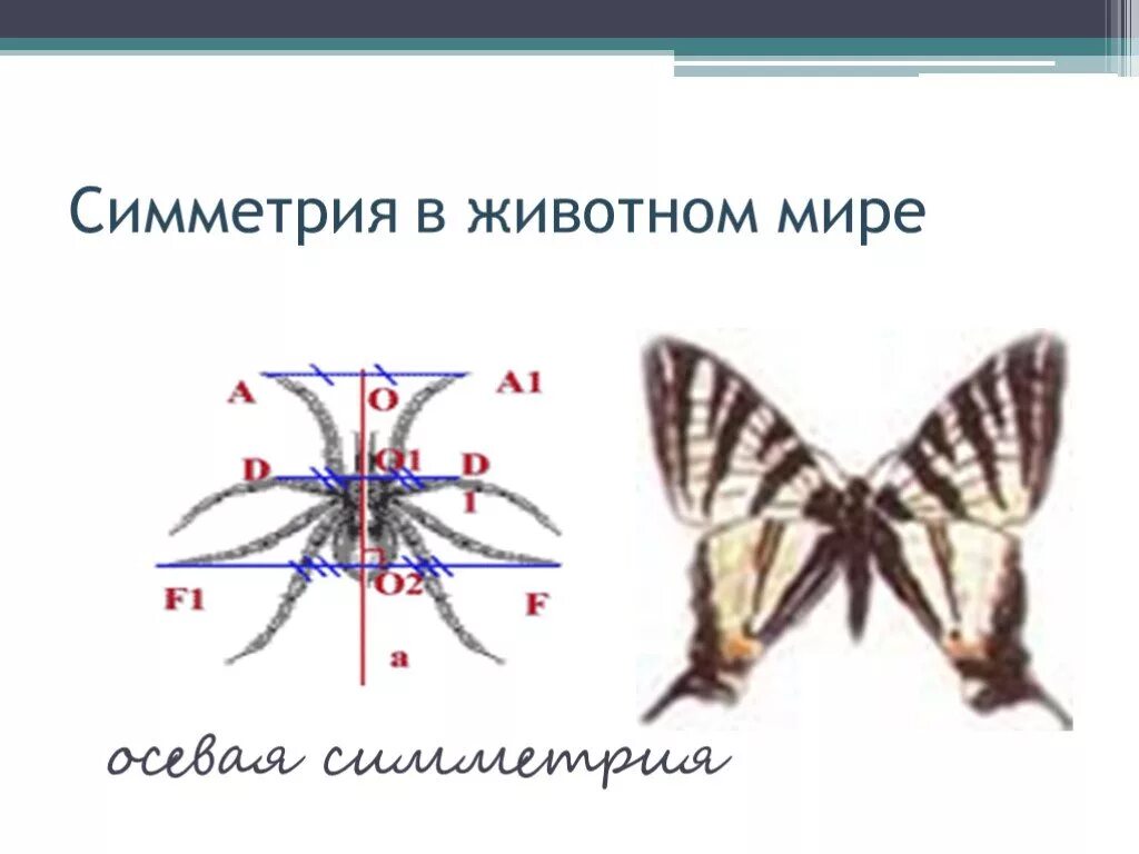 Тип симметрии птиц