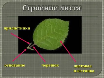 Строение листа вопросы