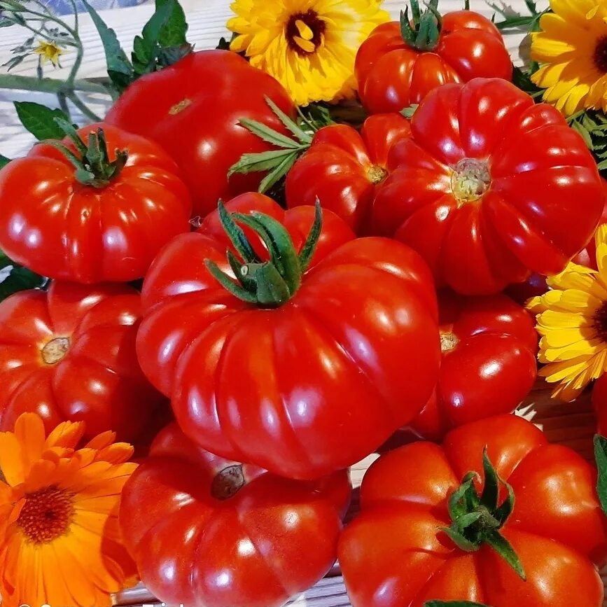 Pantano томат. Томат оранжевый орангутан. Семена томатов коллекция. Томат слива долины махонинг. Семена томатов коллекция.