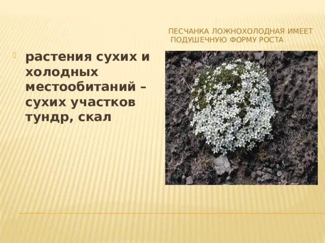 Примеры растений сухих мест Зеленые растения презентация