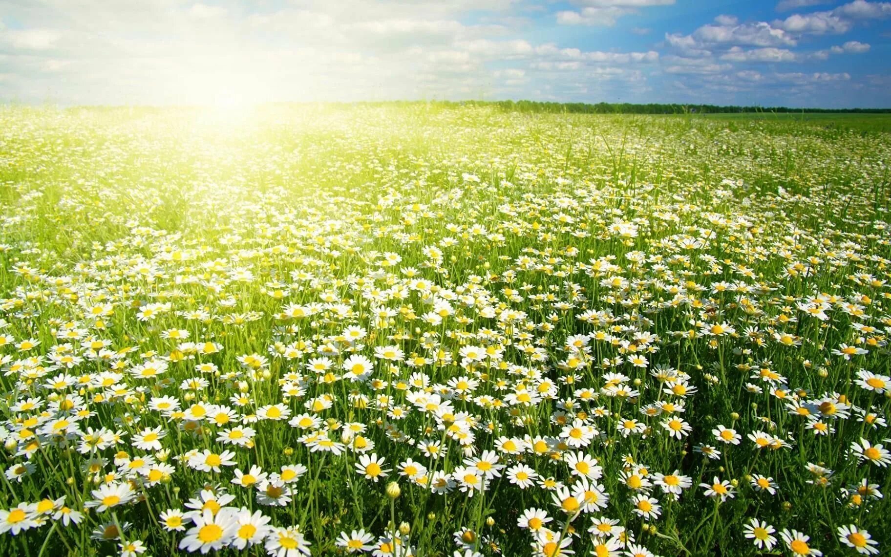 Полевые ромашки. Поляна ромашек. Ромашковое поле армазово. Поле цветов ромашки. Ромашки колышется.