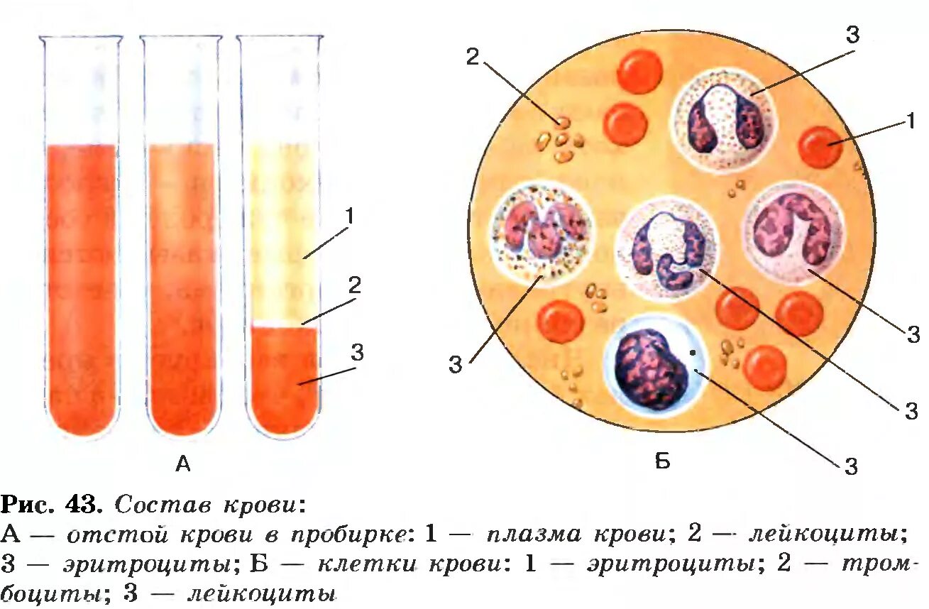 Тест клетки крови