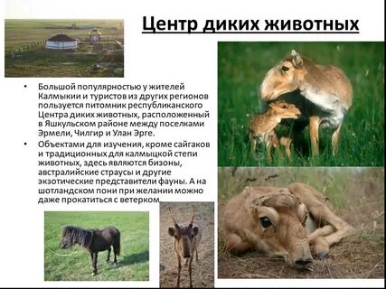 Центр диких животных